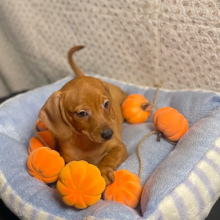 Male Chiweenie puppy named Boo for sale at Puppy Dreams - West Little Rock.