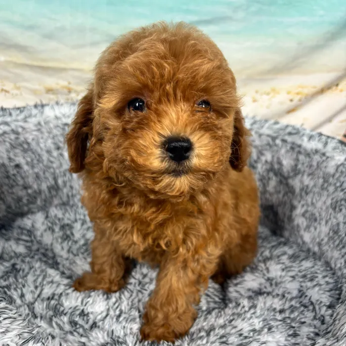 Male Mini Poodle puppy named Layton for sale at Puppy Dreams - South Little Rock.