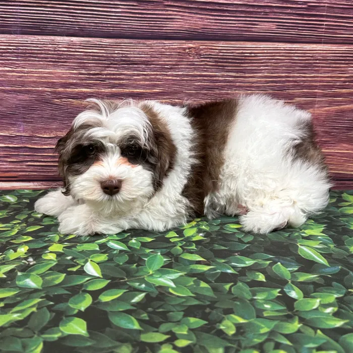 Male Schnoodle puppy named Dupont for sale at Puppy Dreams - South Little Rock.