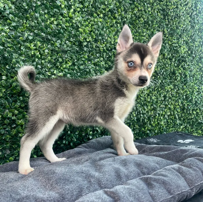 Male Alaskan Klee Kai puppy named Daffy for sale at Puppy Dreams - West Little Rock.