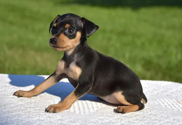 Female Min Pin puppy named Karma for sale at Puppy Dreams - West Little Rock.
