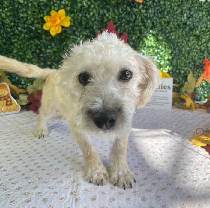 Female Yochon puppy named Omelet for sale at Puppy Dreams - West Little Rock.