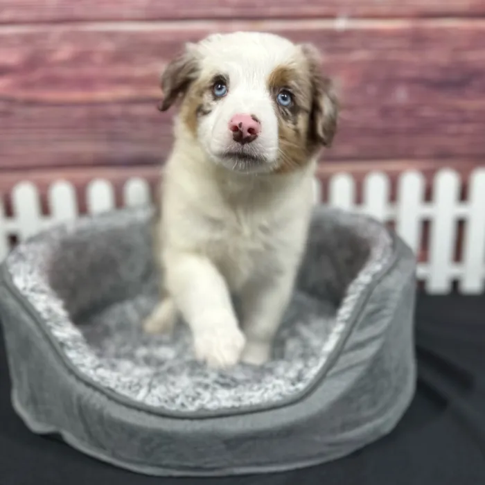 Male Mini Aussie puppy named Durango for sale at Puppy Dreams - South Little Rock.
