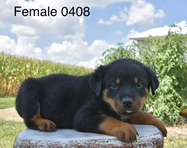 Female Rottweiler puppy named Roxie for sale at Puppy Dreams - West Little Rock.