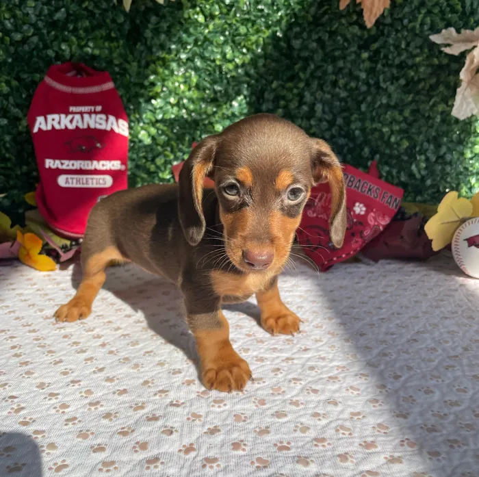 Female Dachshund puppy named Storm for sale at Puppy Dreams - West Little Rock.