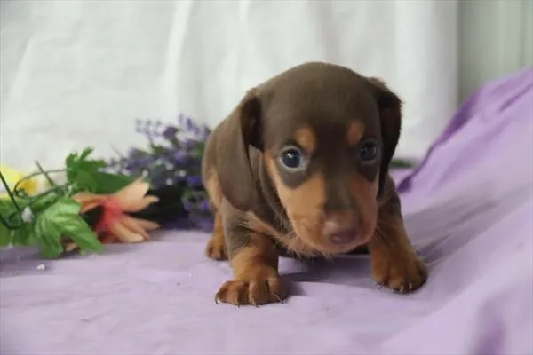 Female Dachshund puppy named Storm for sale at Puppy Dreams - West Little Rock.