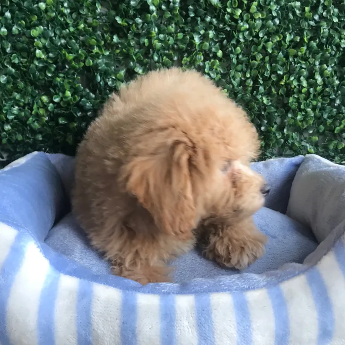 Male Bichon-Poodle puppy named Pretzel for sale at Puppy Dreams - West Little Rock.