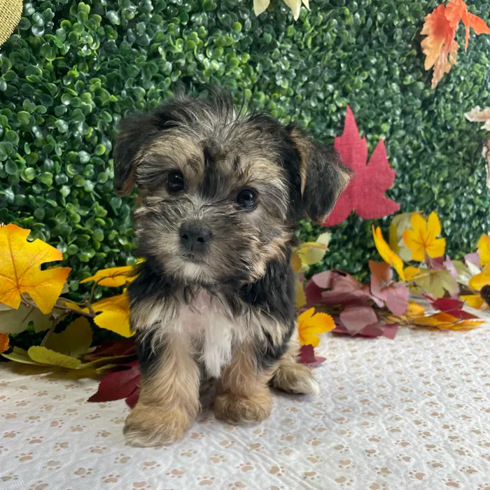 Female Morkie puppy named Puddin for sale at Puppy Dreams - West Little Rock.