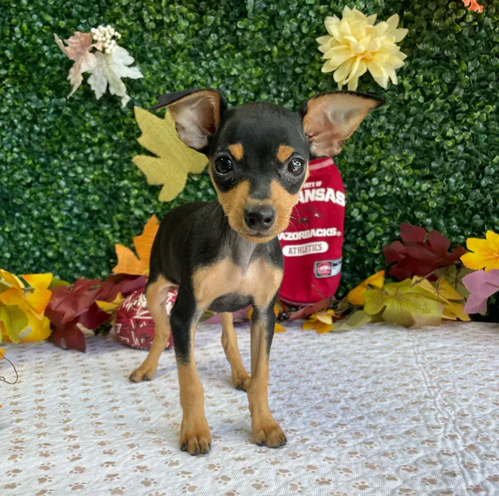 Female Min Pin puppy named Karma for sale at Puppy Dreams - West Little Rock.