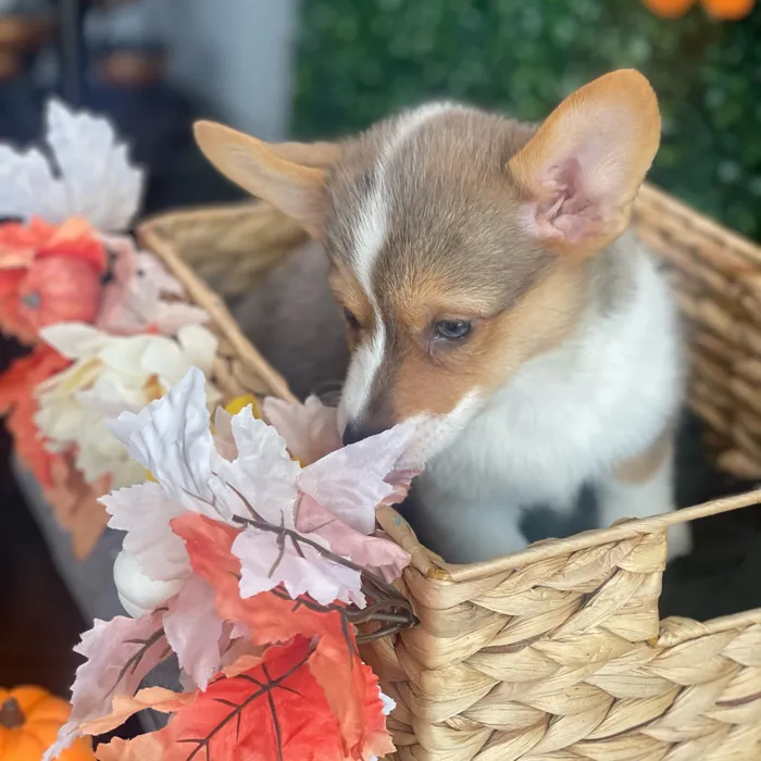 Female Pembroke Welsh Corgi puppy named Tia for sale at Puppy Dreams - South Little Rock.