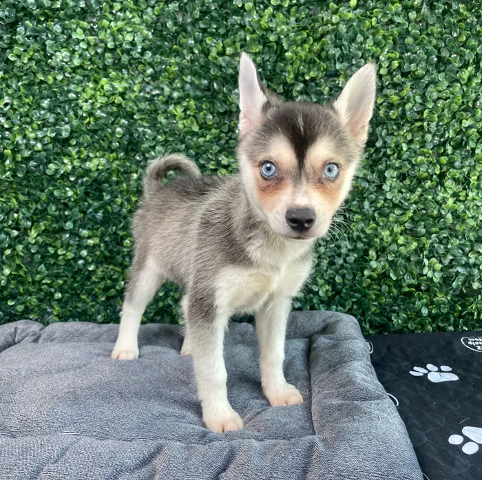 Male Alaskan Klee Kai puppy named Daffy for sale at Puppy Dreams - West Little Rock.