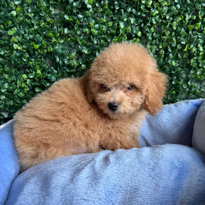 Male Bichon-Poodle puppy named Pretzel for sale at Puppy Dreams - West Little Rock.