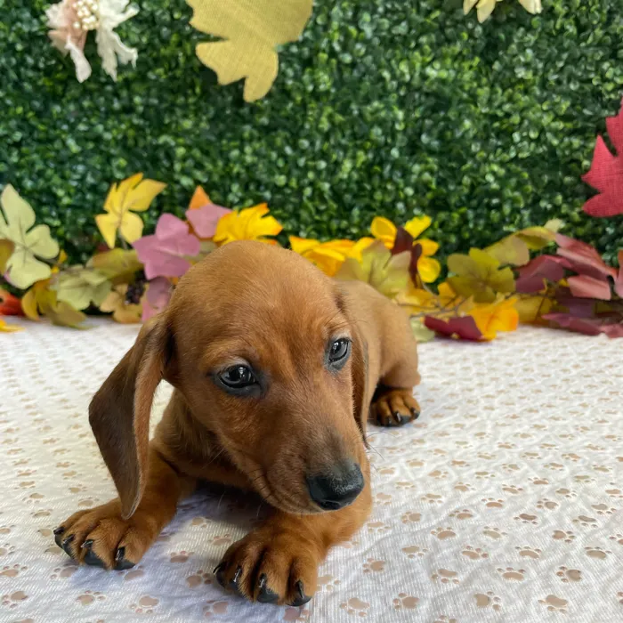 Male Dachshund puppy named Cornbread for sale at Puppy Dreams - West Little Rock.