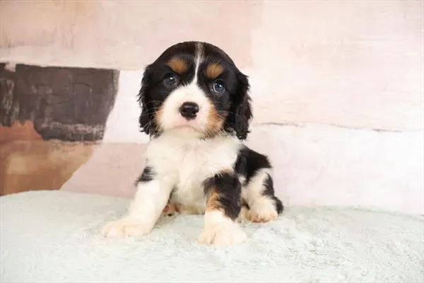 Male Cavalier King Charles Spaniel puppy named Knox for sale at Puppy Dreams - West Little Rock.
