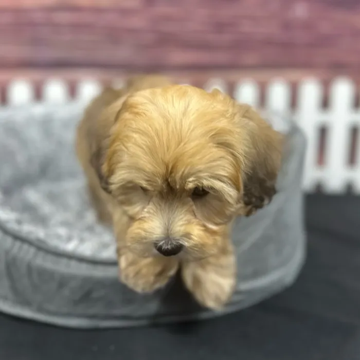 Male Havapoo puppy named Boulder for sale at Puppy Dreams - South Little Rock.