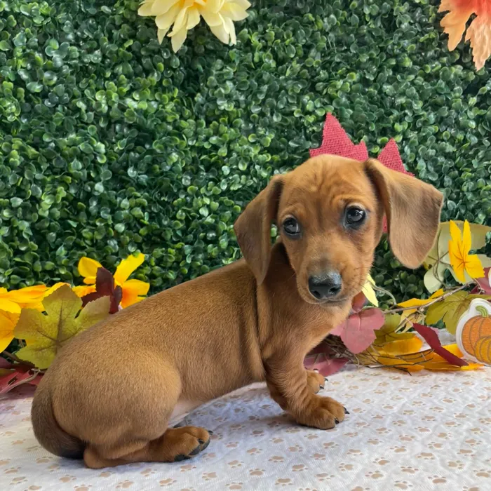 Male Dachshund puppy named Cornbread for sale at Puppy Dreams - West Little Rock.