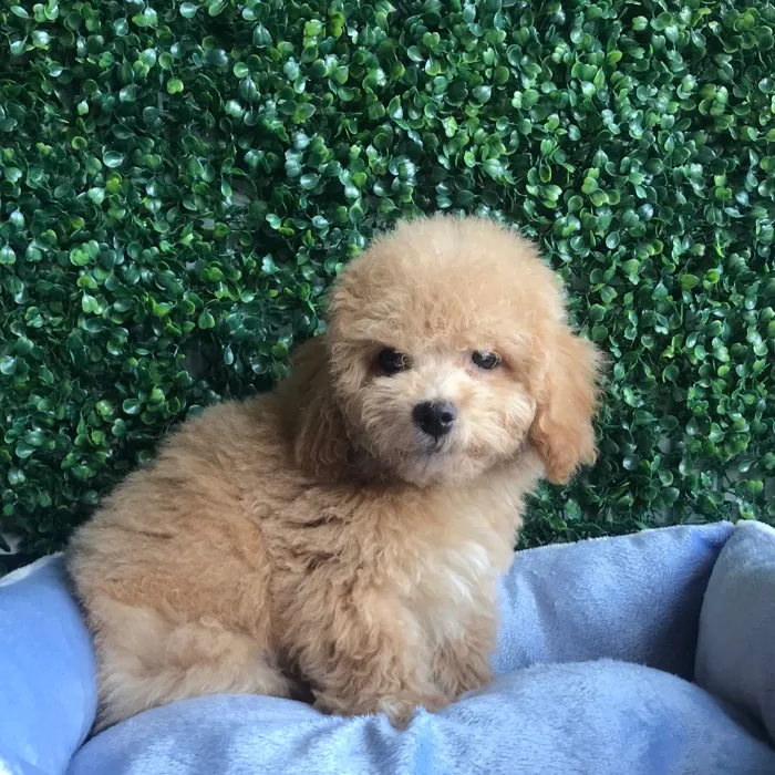Male Bichon-Poodle puppy named Pretzel for sale at Puppy Dreams - West Little Rock.