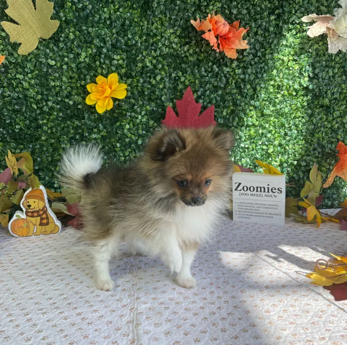 Male Pomeranian puppy named Sundae for sale at Puppy Dreams - West Little Rock.