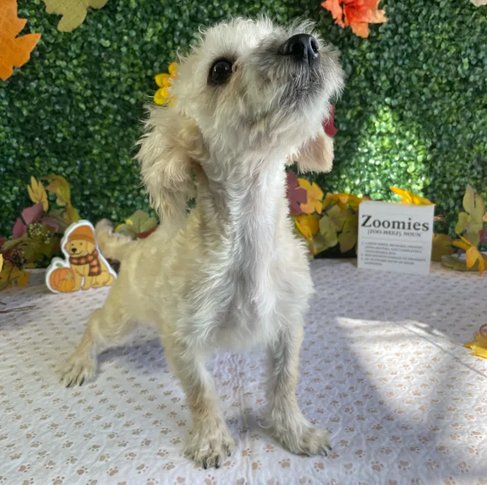 Female Yochon puppy named Omelet for sale at Puppy Dreams - West Little Rock.