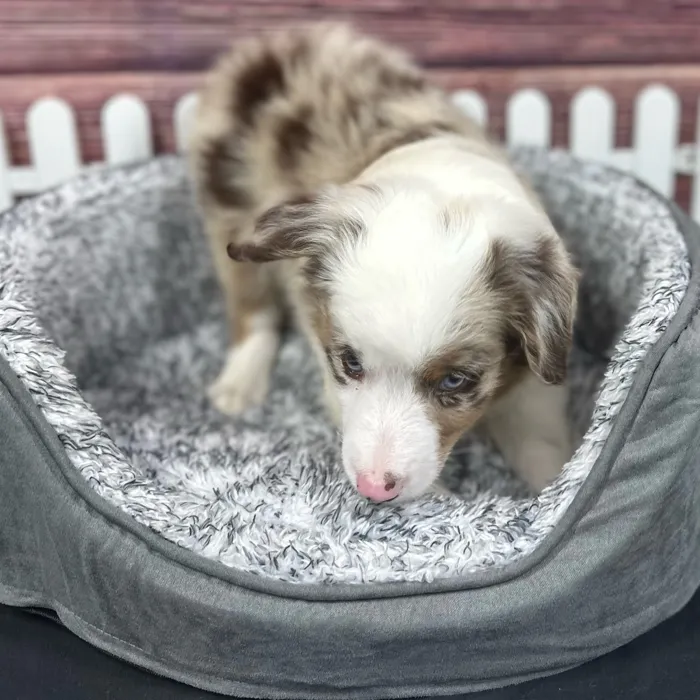 Male Mini Aussie puppy named Durango for sale at Puppy Dreams - South Little Rock.