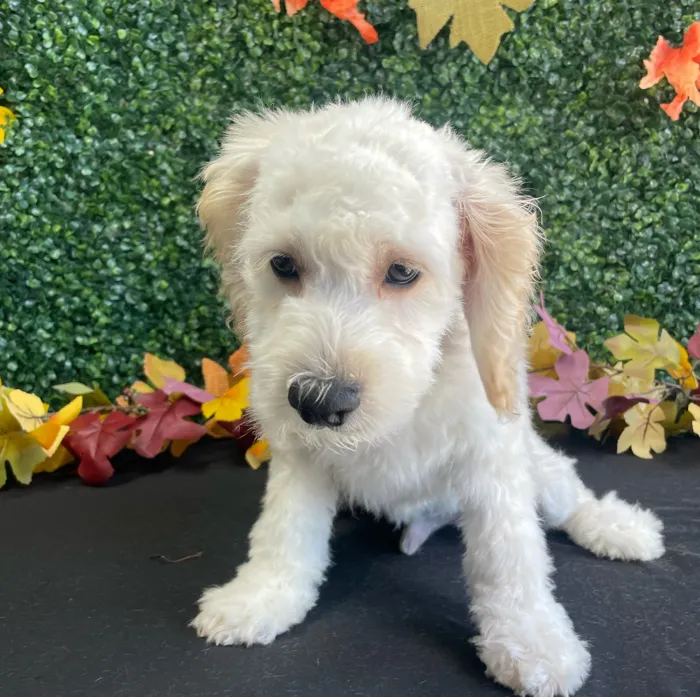 Male Cockapoo puppy named Nemo for sale at Puppy Dreams - West Little Rock.