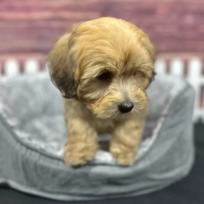 Male Havapoo puppy named Boulder for sale at Puppy Dreams - South Little Rock.