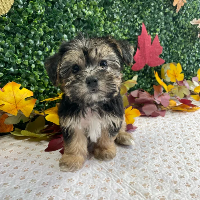 Female Morkie puppy named Puddin for sale at Puppy Dreams - West Little Rock.