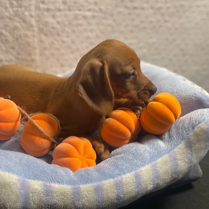 Male Chiweenie puppy named Boo for sale at Puppy Dreams - West Little Rock.
