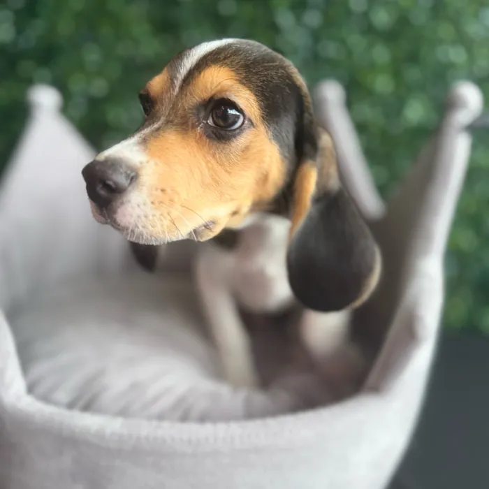 Male Beagle puppy named Sawyer for sale at Puppy Dreams - South Little Rock.