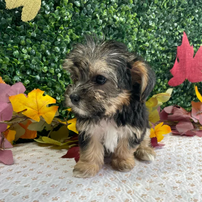 Female Morkie puppy named Puddin for sale at Puppy Dreams - West Little Rock.