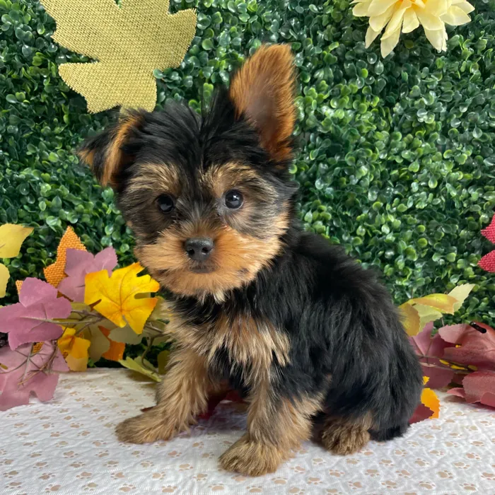 Male Yorkie puppy named Craig for sale at Puppy Dreams - West Little Rock.