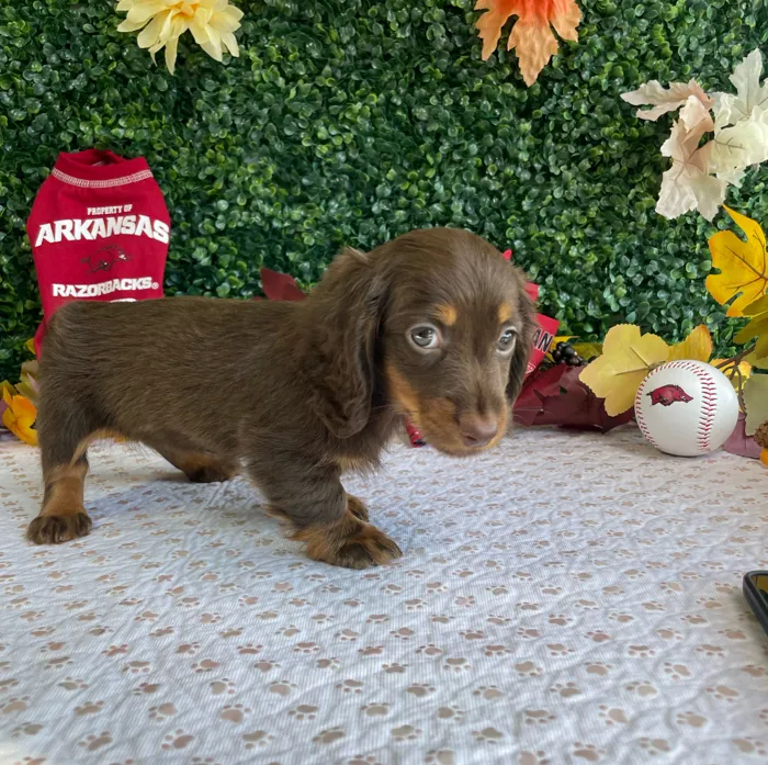 Female Dachshund puppy named Salem for sale at Puppy Dreams - West Little Rock.
