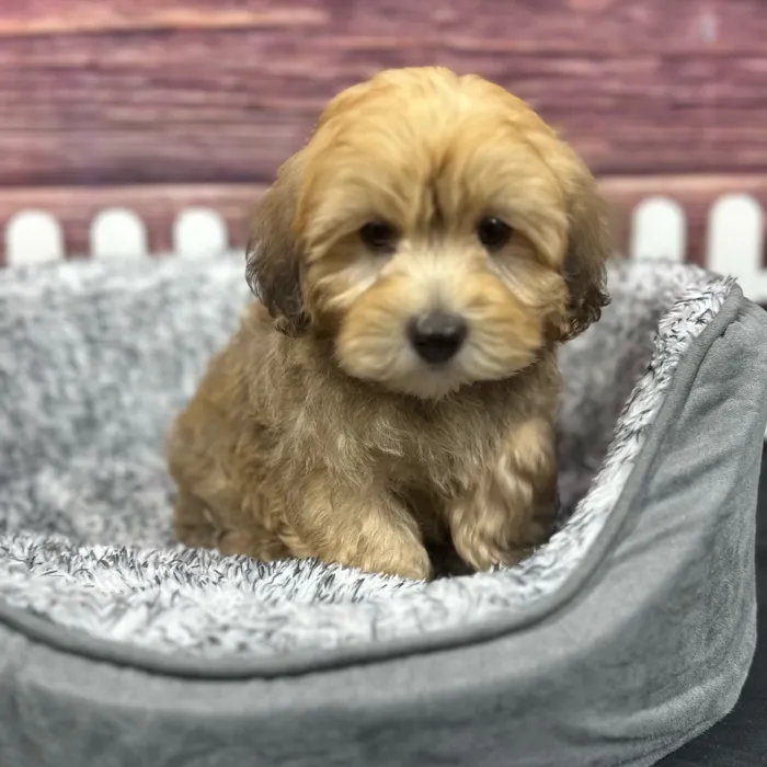 Male Havapoo puppy named Boulder for sale at Puppy Dreams - South Little Rock.
