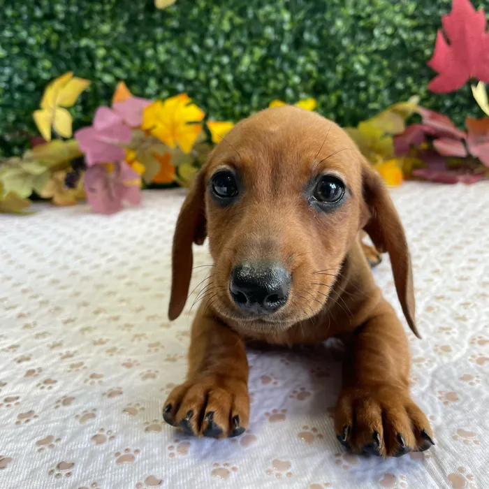 Male Dachshund puppy named Cornbread for sale at Puppy Dreams - West Little Rock.