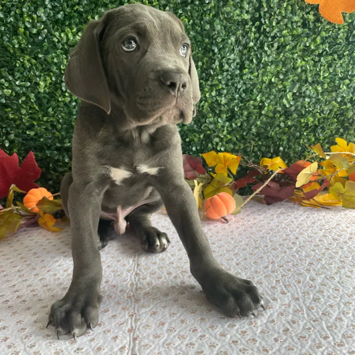 Male Cane Corso puppy named Blue for sale at Puppy Dreams - West Little Rock.
