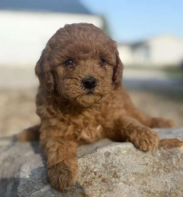 Female Mini Goldendoodle puppy named Indigo for sale at Puppy Dreams - West Little Rock.