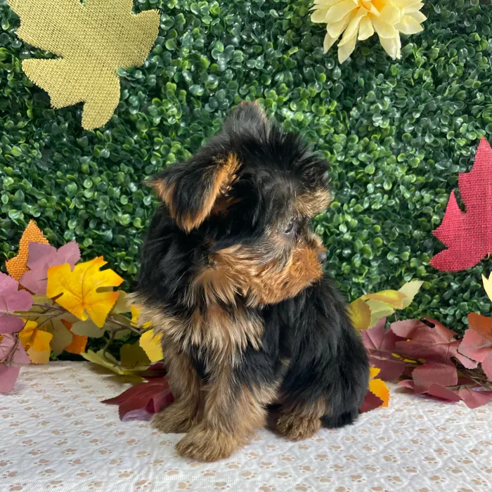 Male Yorkie puppy named Craig for sale at Puppy Dreams - West Little Rock.