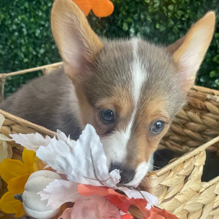 Female Pembroke Welsh Corgi puppy named Tia for sale at Puppy Dreams - South Little Rock.