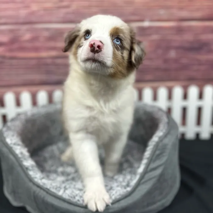 Male Mini Aussie puppy named Durango for sale at Puppy Dreams - South Little Rock.
