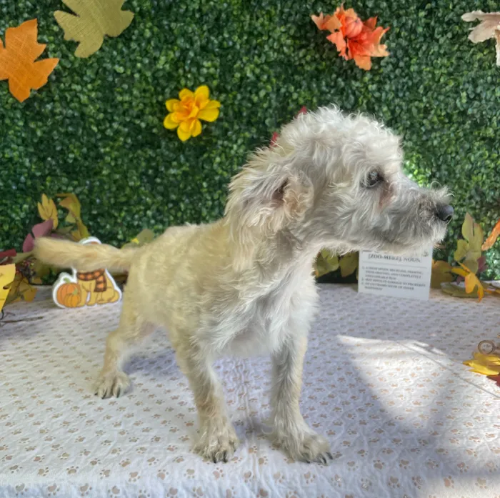 Female Yochon puppy named Omelet for sale at Puppy Dreams - West Little Rock.