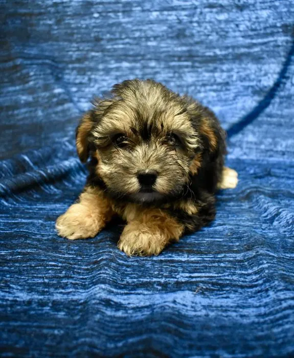 Female Morkie puppy for sale at Puppy Dreams - West Little Rock.