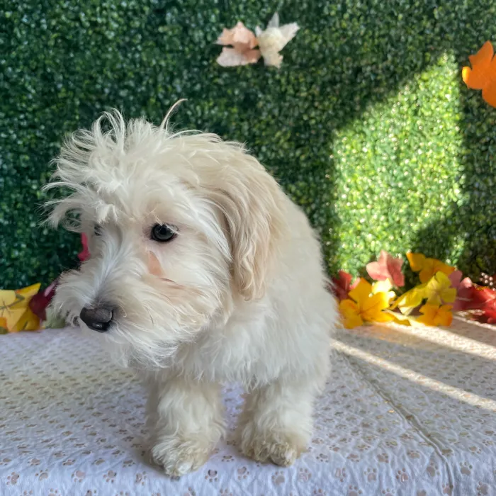 Female Maltipoo puppy named Saffron for sale at Puppy Dreams - West Little Rock.