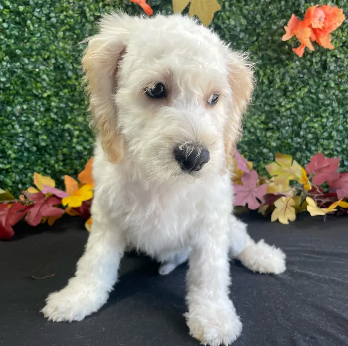 Male Cockapoo puppy named Nemo for sale at Puppy Dreams - West Little Rock.
