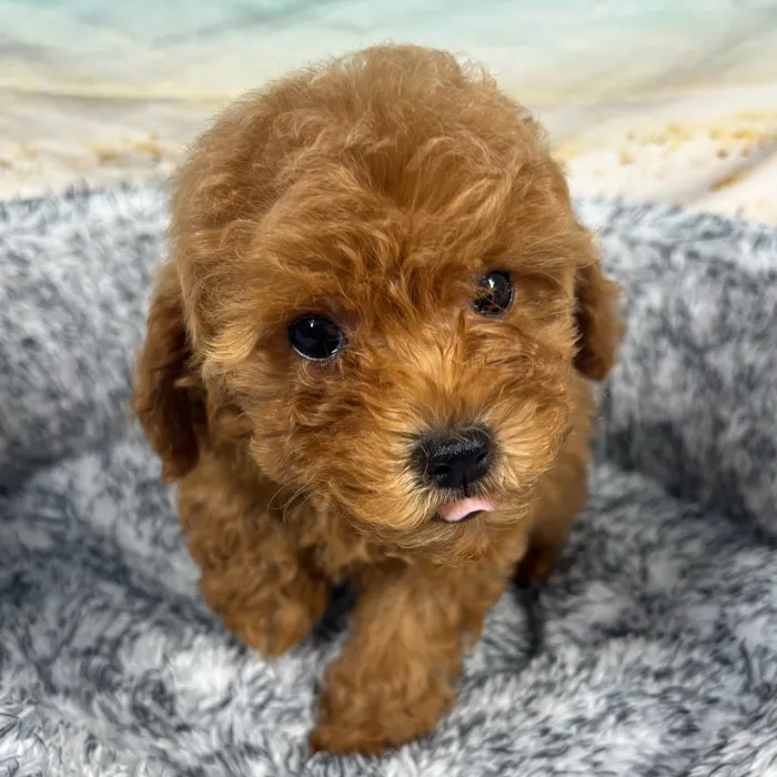 Male Mini Poodle puppy named Layton for sale at Puppy Dreams - South Little Rock.