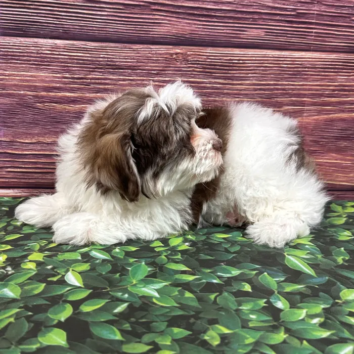 Male Schnoodle puppy named Dupont for sale at Puppy Dreams - South Little Rock.