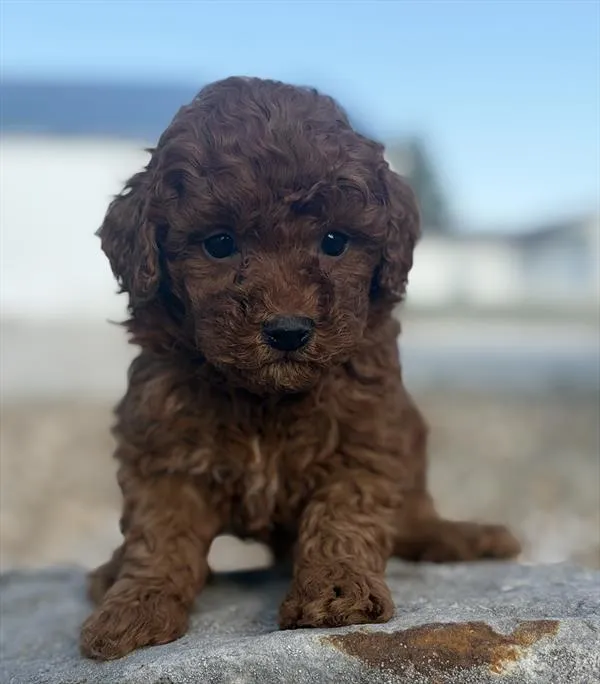 Male Mini Goldendoodle puppy named Onyx for sale at Puppy Dreams - West Little Rock.