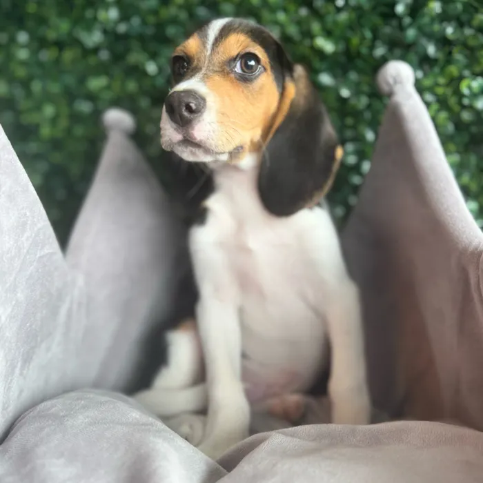 Male Beagle puppy named Sawyer for sale at Puppy Dreams - South Little Rock.