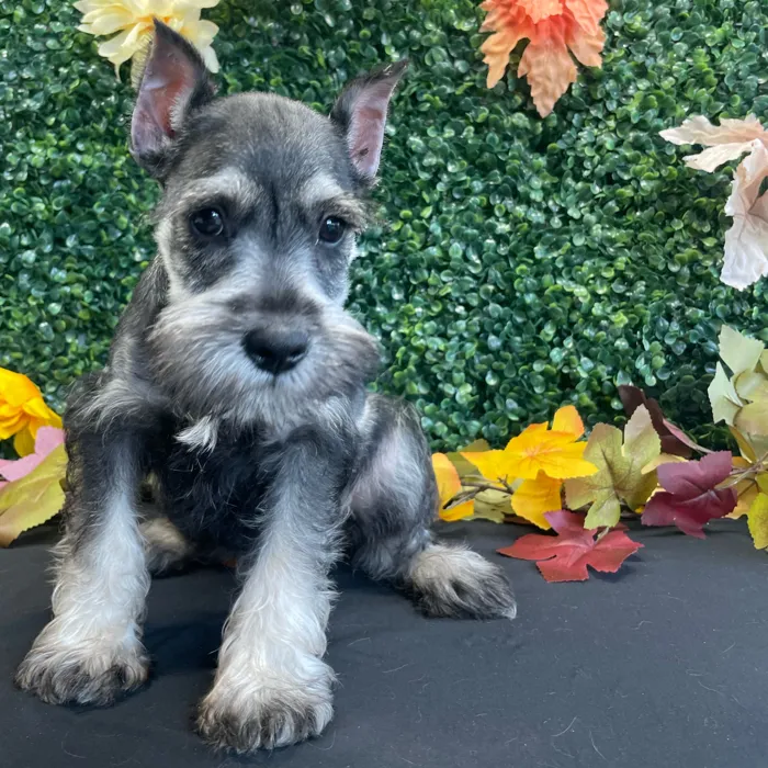 Male Mini Schnauzer puppy named Ace for sale at Puppy Dreams - West Little Rock.
