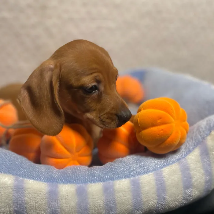 Male Chiweenie puppy named Boo for sale at Puppy Dreams - West Little Rock.