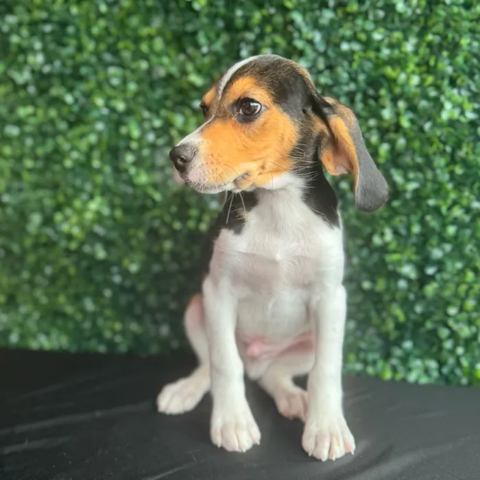 Male Beagle puppy named Sawyer for sale at Puppy Dreams - South Little Rock.